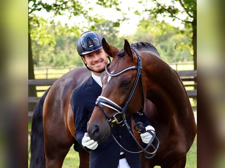 Hanoverian Stallion 9 years 16,1 hh Bay-Dark in Coesfeld