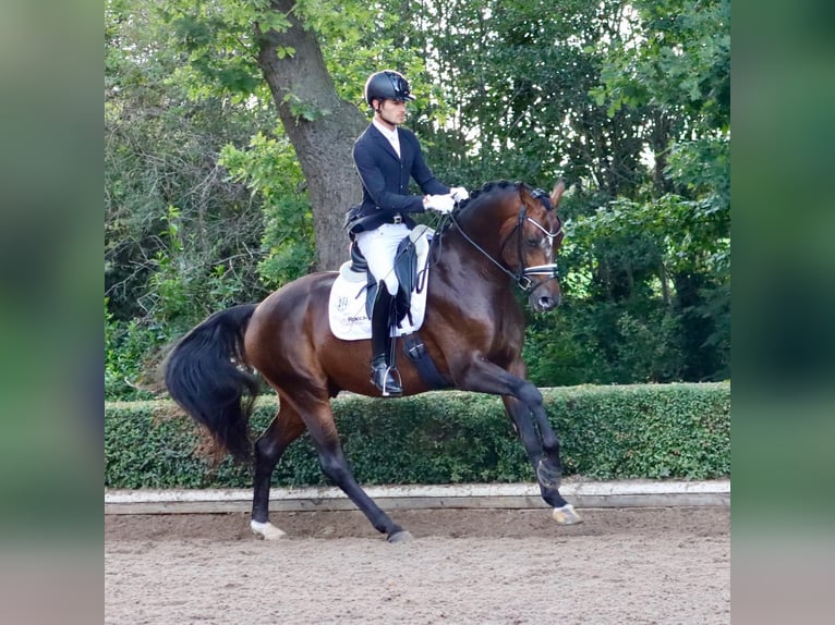 Hanoverian Stallion 9 years 16,1 hh Bay-Dark in Coesfeld