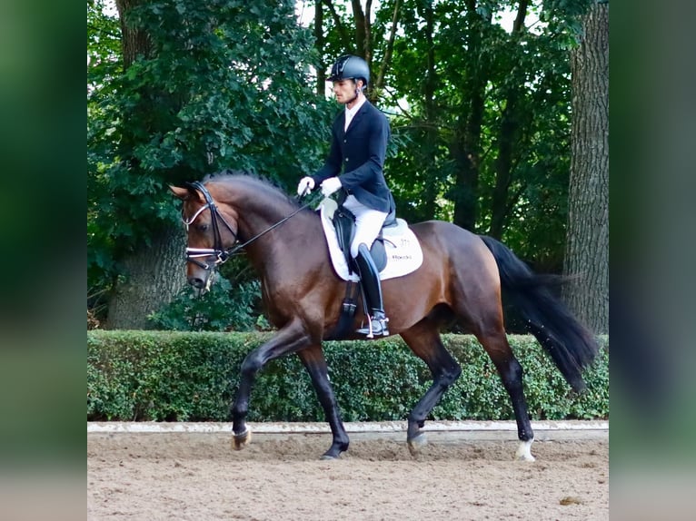 Hanoverian Stallion 9 years 16,1 hh Bay-Dark in Coesfeld