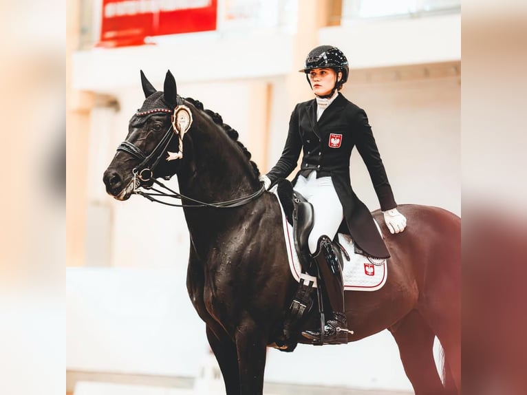 Hanoverian Stallion 9 years 16,2 hh  in Cestas