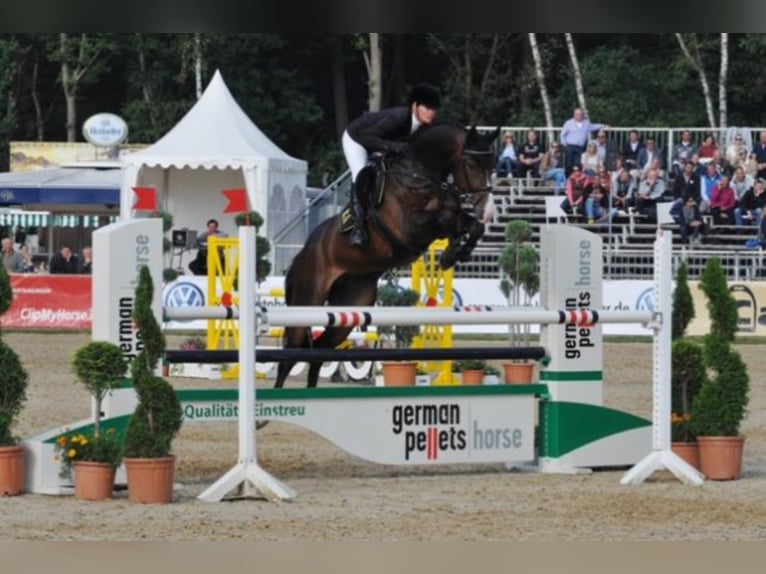 Hanoverian Stallion Bay-Dark in Celle