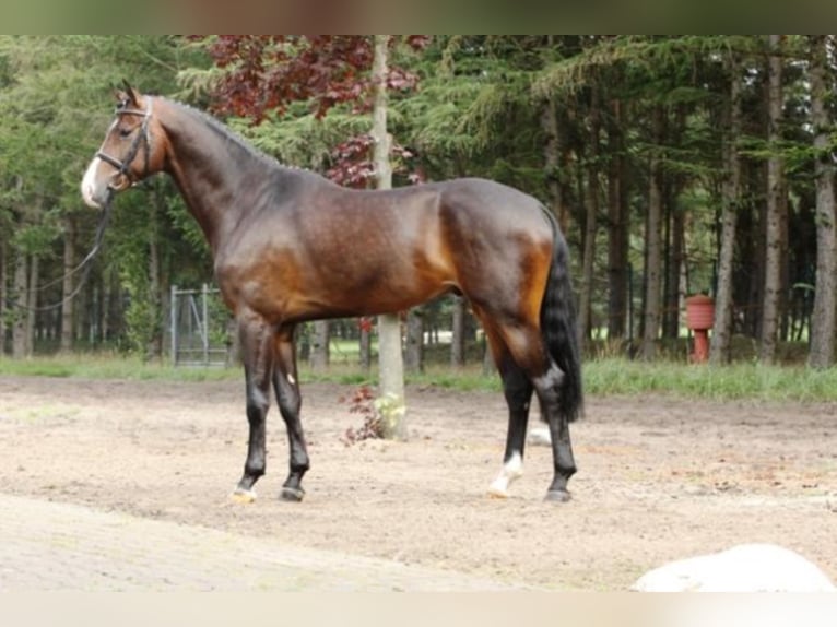 Hanoverian Stallion Bay-Dark in Celle
