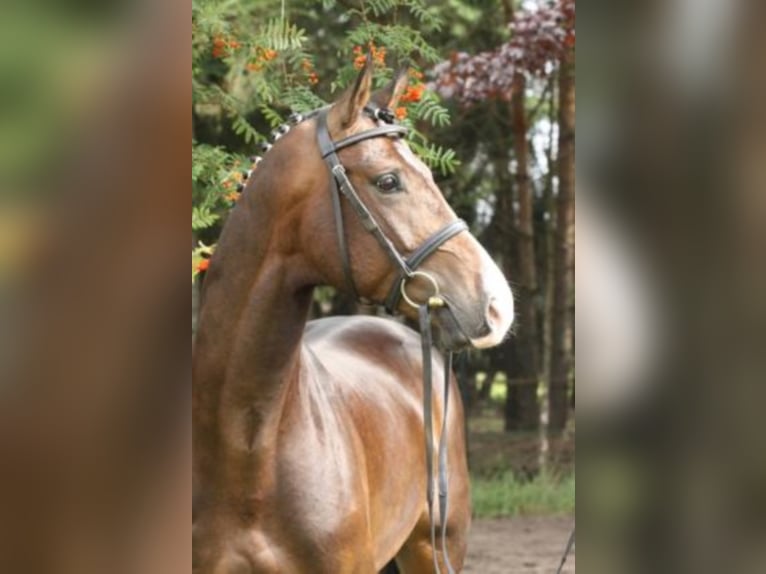 Hanoverian Stallion Bay-Dark in Celle