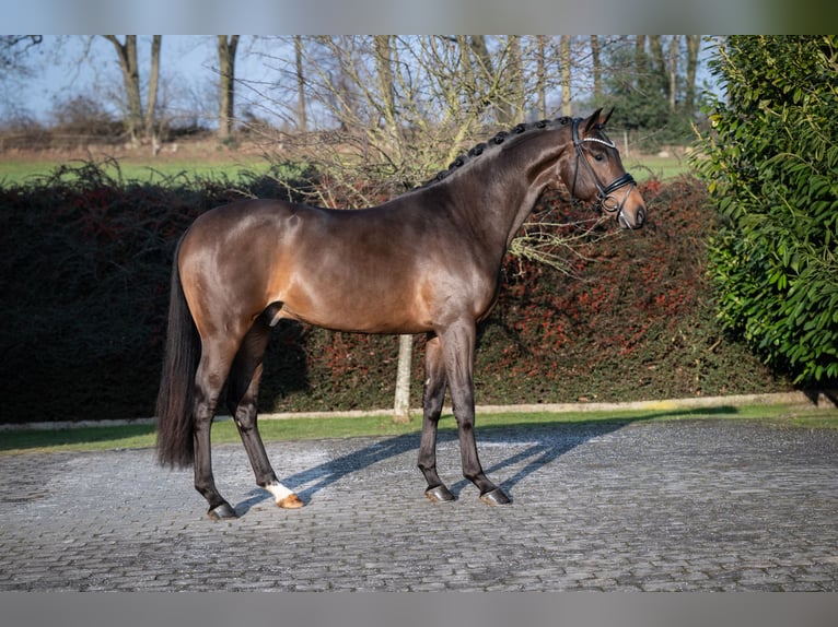 Hanoverian Stallion Bay-Dark in Ostercappeln