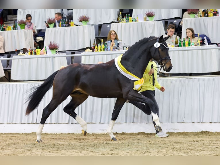 Hanoverian Stallion Bay-Dark in Riedstadt