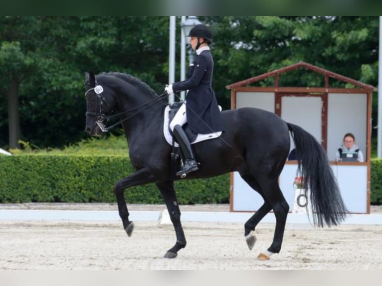 Hanoverian Stallion Black in Celle