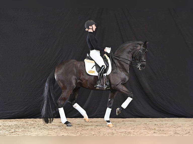 Hanoverian Stallion Black in Celle