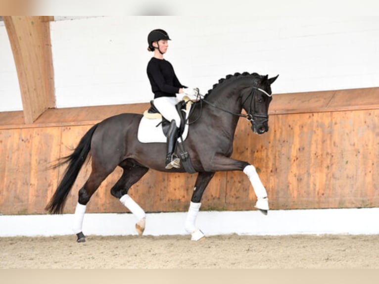 Hanoverian Stallion Black in Hemmoor