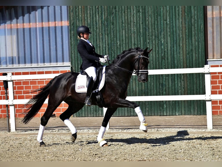 Hanoverian Stallion Black in Löningen