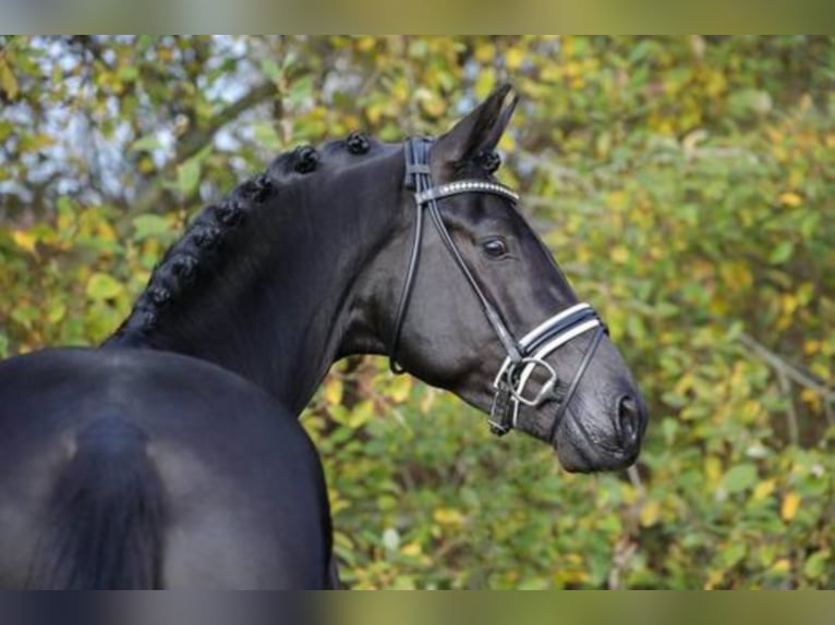 Hanoverian Stallion Black in Löningen