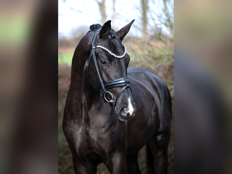 Hanoverian Stallion Black in Ostercappeln