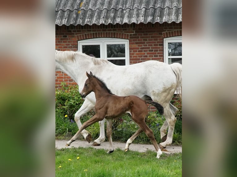 Hanoverian Stallion Black in Stetten