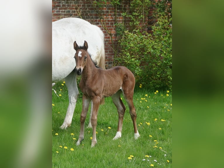 Hanoverian Stallion Black in Stetten