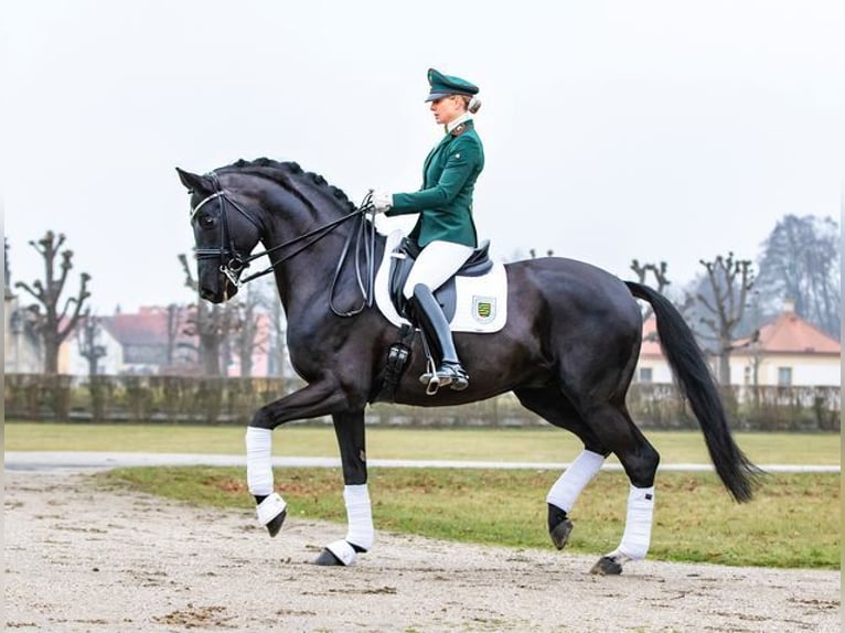 Hanoverian Stallion Black in Moritzburg