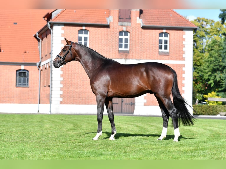 Hanoverian Stallion Brown in Celle