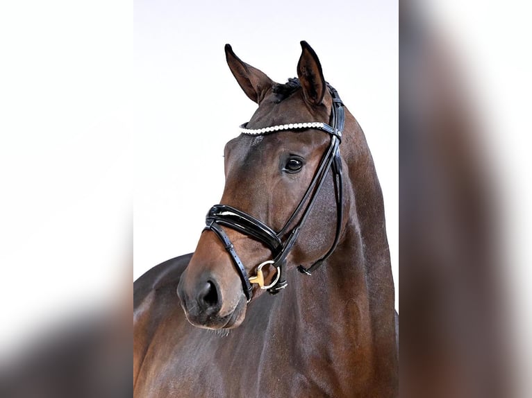 Hanoverian Stallion Brown in Lemwerder