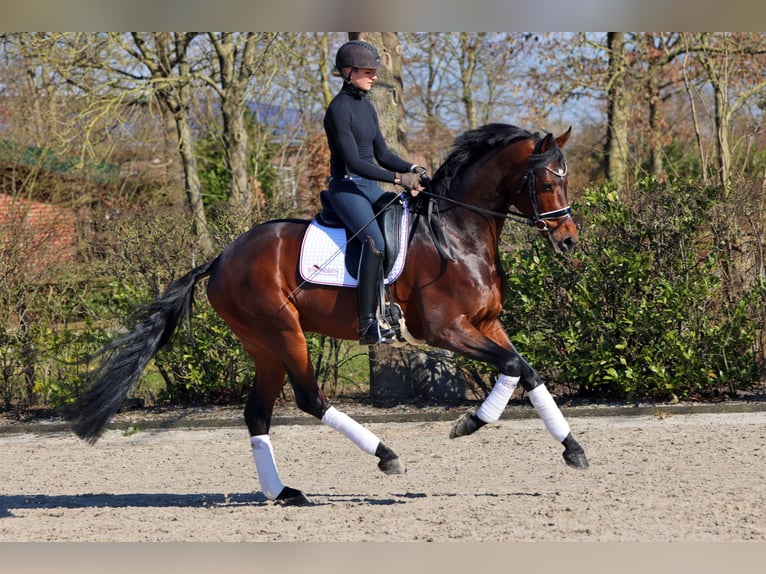 Hanoverian Stallion Brown in Lemwerder