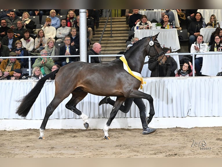Hanoverian Stallion Brown in Lemwerder