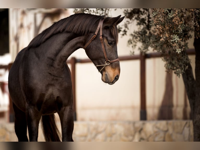 Hanoverian Stallion Brown in El Catllar