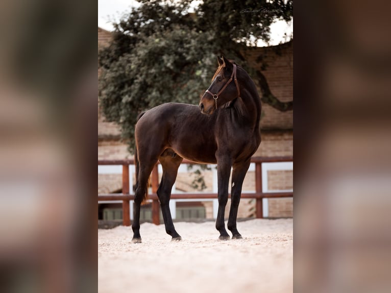 Hanoverian Stallion Brown in El Catllar