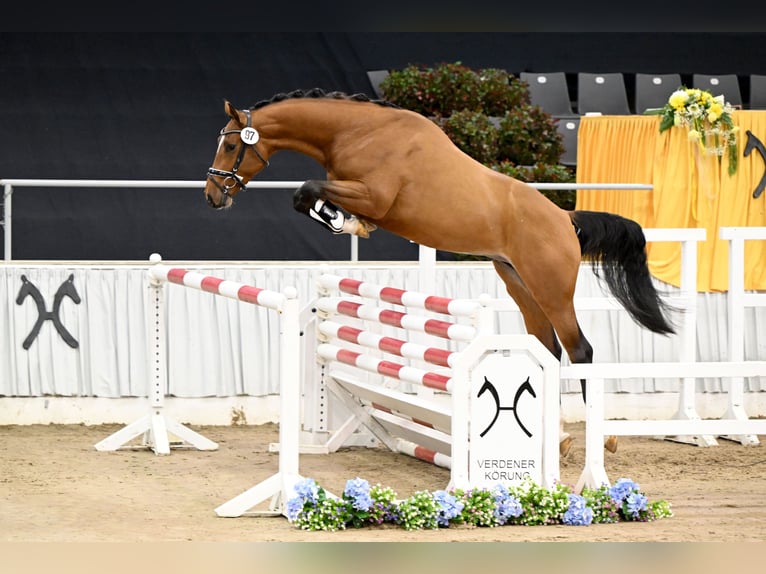 Hanoverian Stallion Brown in Adelheidsdorf