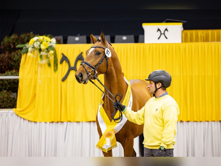 Hanoverian Stallion Brown in Adelheidsdorf