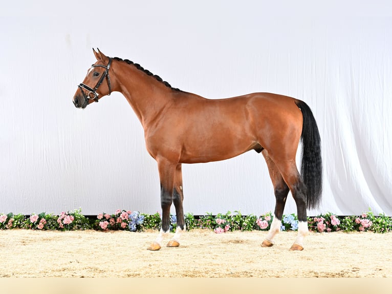 Hanoverian Stallion Brown in Adelheidsdorf
