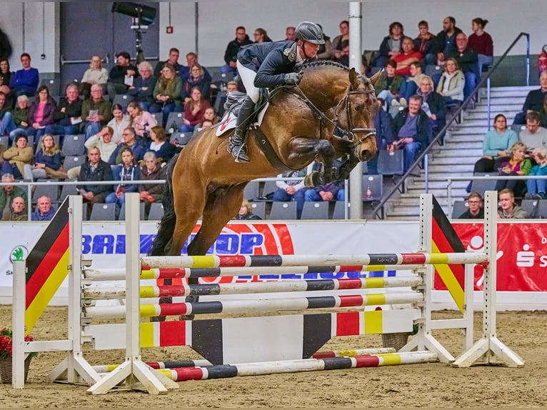 Hanoverian Stallion Brown in Adelheidsdorf