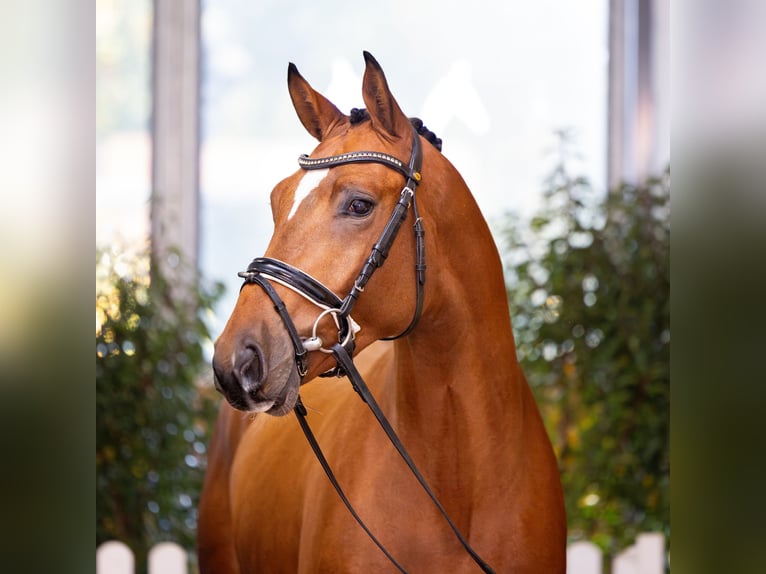 Hanoverian Stallion Brown in Adelheidsdorf