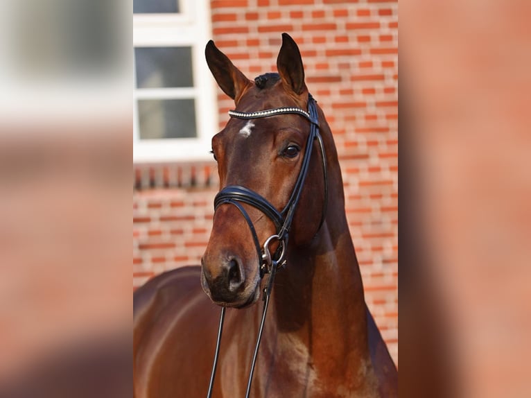 Hanoverian Stallion Brown in Lemwerder