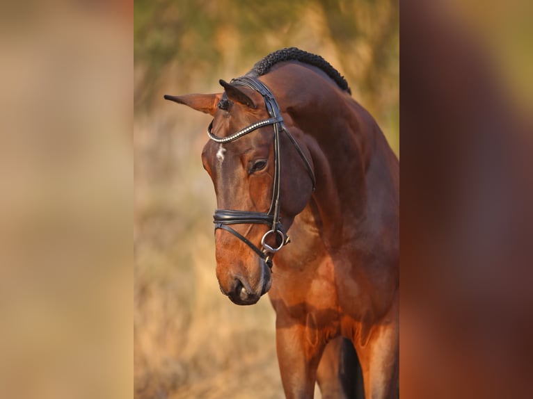 Hanoverian Stallion Brown in Lemwerder