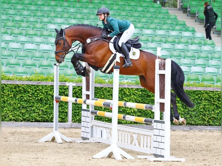 Hanoverian Stallion Brown in Moritzburg
