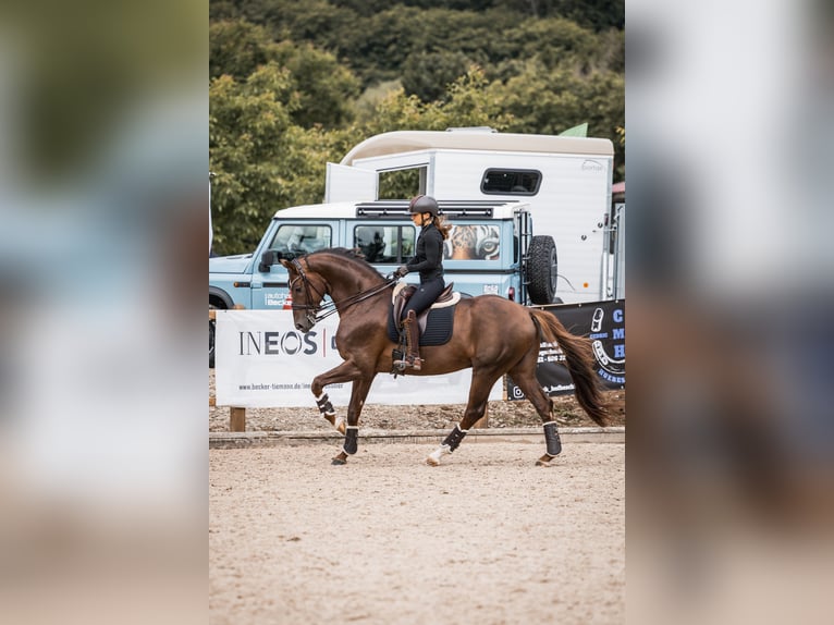 Hanoverian Stallion Chestnut in Akum