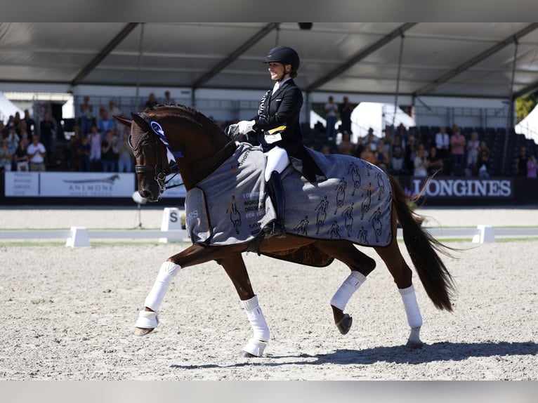 Hanoverian Stallion Chestnut in Akum