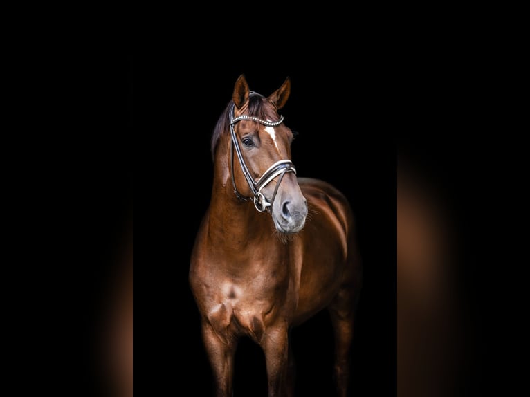 Hanoverian Stallion Chestnut in Akum