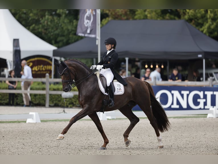 Hanoverian Stallion Chestnut in Akum