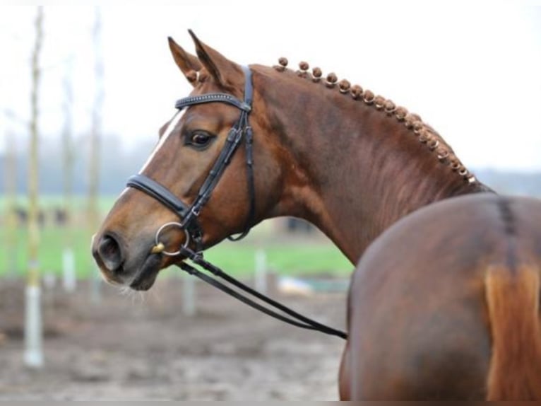 Hanoverian Stallion Chestnut in Celle