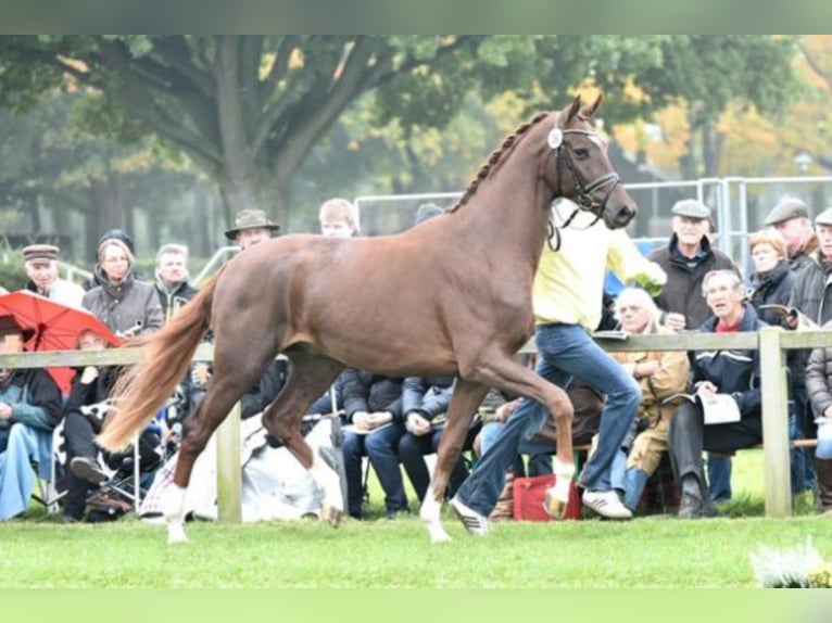 Hanoverian Stallion Chestnut in Celle