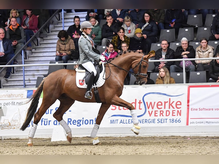 Hanoverian Stallion Chestnut-Red in Adelheidsdorf