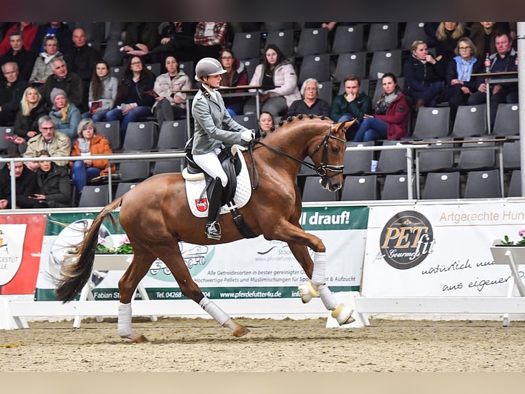 Hanoverian Stallion Chestnut-Red in Adelheidsdorf