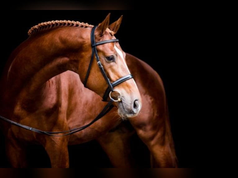 Hanoverian Stallion Chestnut-Red in Celle