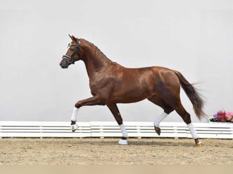 Hanoverian Stallion Chestnut-Red in Hemmoor