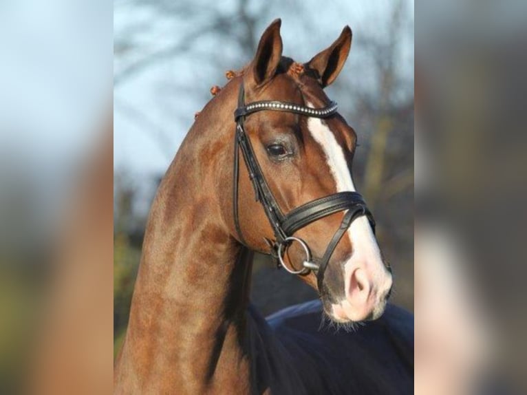 Hanoverian Stallion Chestnut-Red in Lastrup