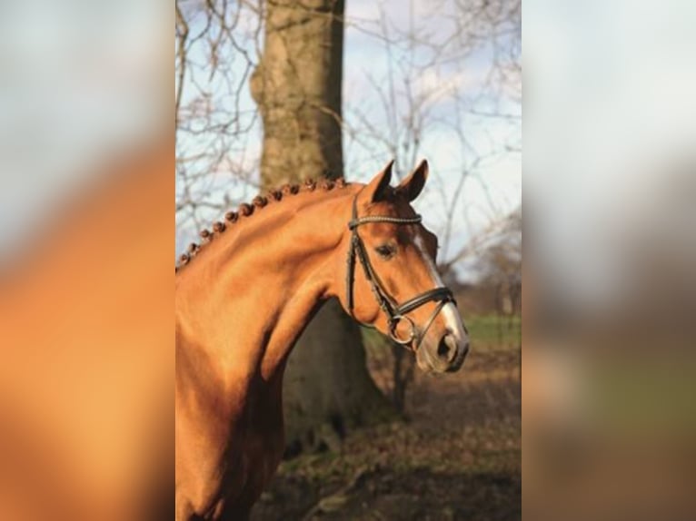 Hanoverian Stallion Chestnut-Red in Löningen