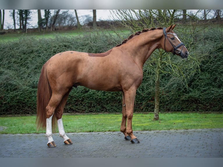 Hanoverian Stallion Chestnut-Red in Ostercappeln
