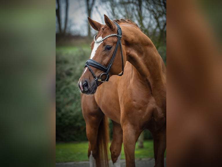 Hanoverian Stallion Chestnut-Red in Ostercappeln