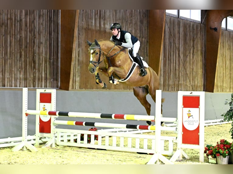 Hanoverian Stallion Chestnut-Red in Adelheidsdorf