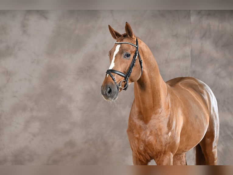 Hanoverian Stallion Chestnut-Red in Adelheidsdorf