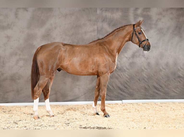 Hanoverian Stallion Chestnut-Red in Adelheidsdorf