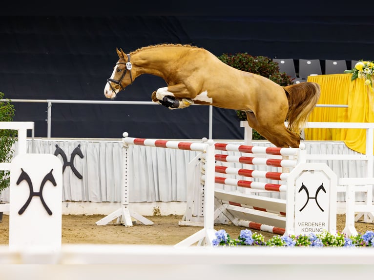 Hanoverian Stallion Chestnut-Red in Celle